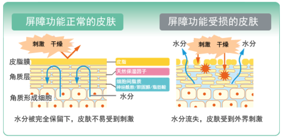 干、癢、紅、腫？別慌涂護膚品，先看看皮膚屏
